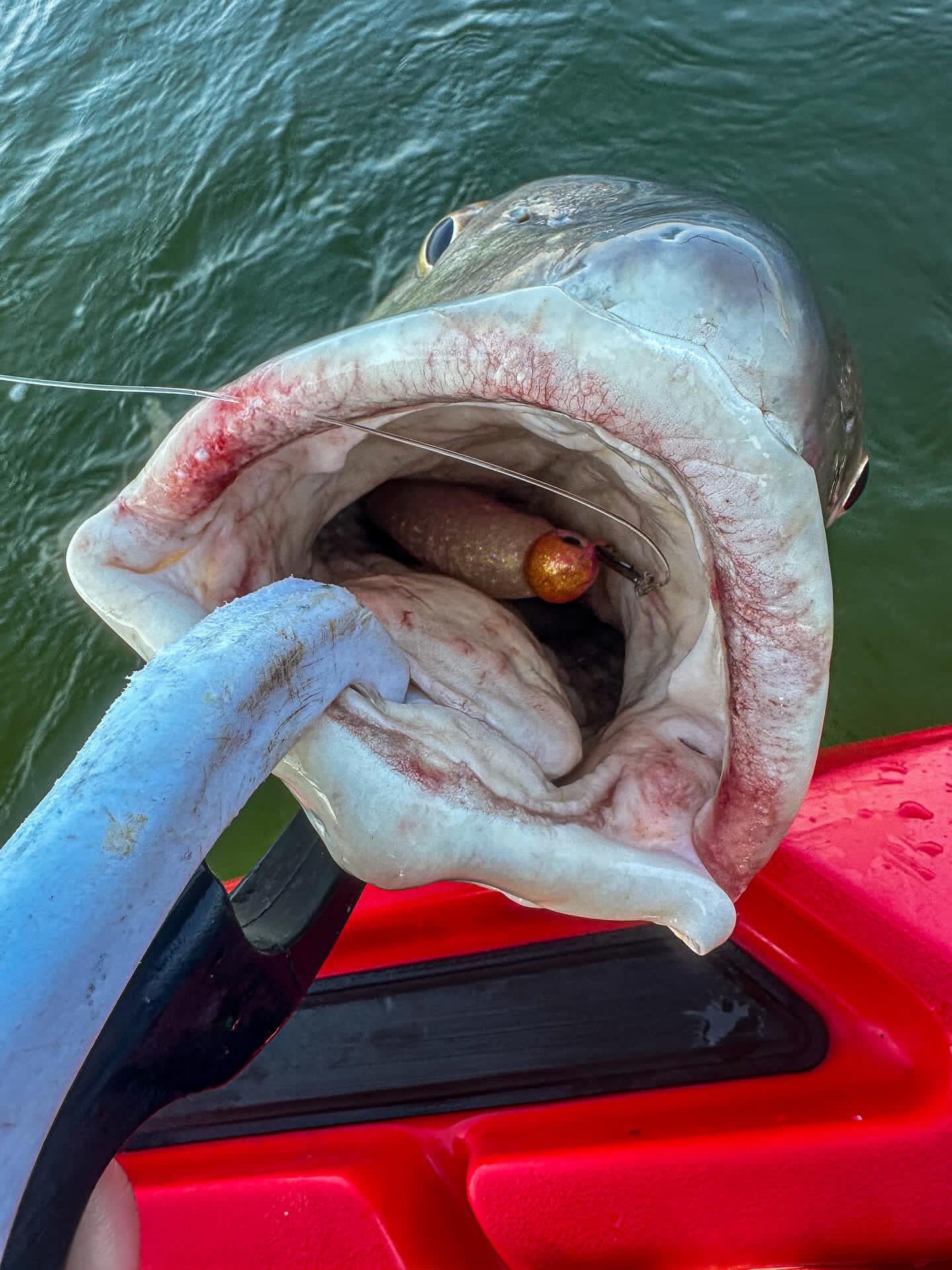 Large Speed Clips (120lbs)