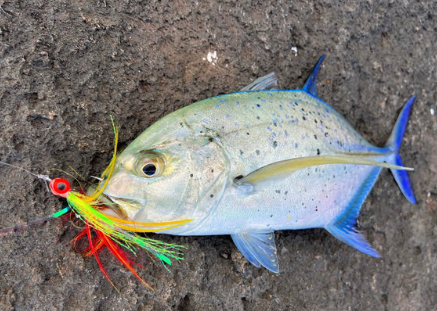 Mystery Smash Boxes (All Flies)