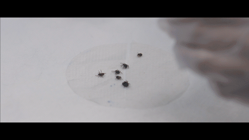 All Natural Tick Spray