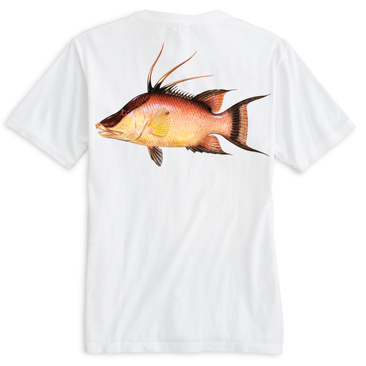 Saltwater Born Hogfish