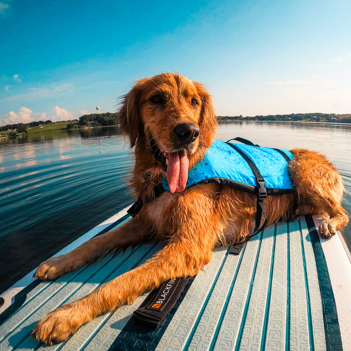 Onyx Dog Life Vest