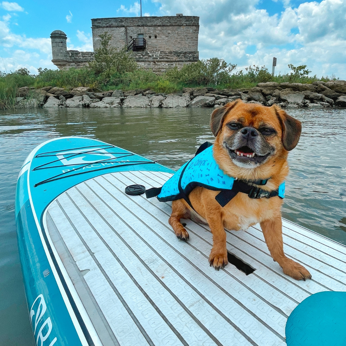 Onyx Dog Life Vest