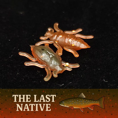 Jar of 0.5" Half Inch Micro Beetle "Toe Biter"