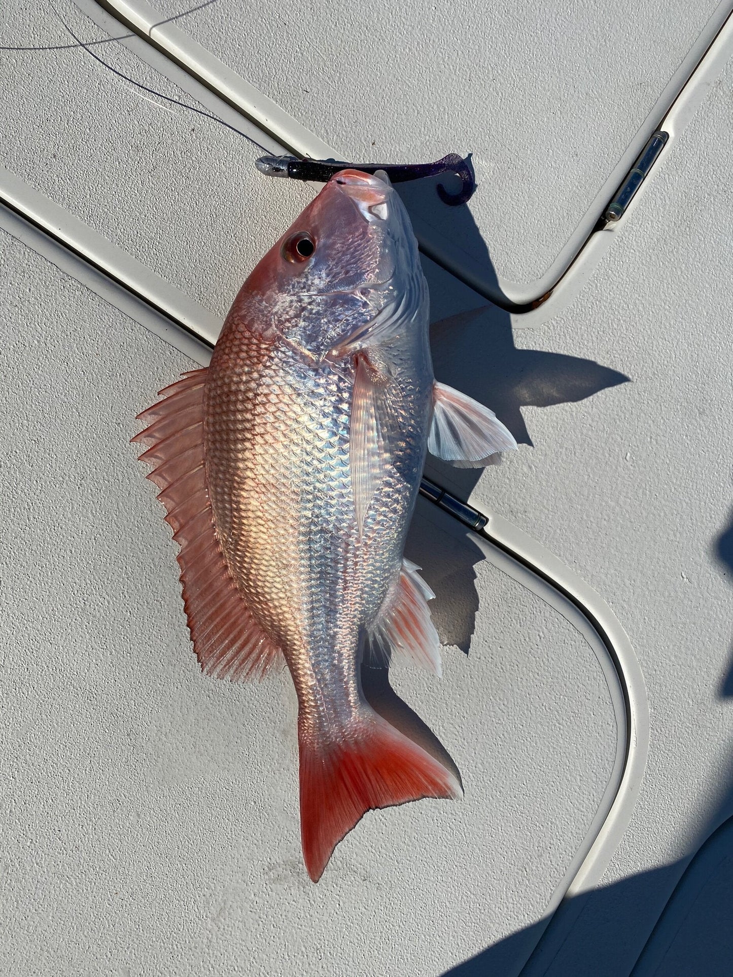 A.M. Fishing Midnight Mullet