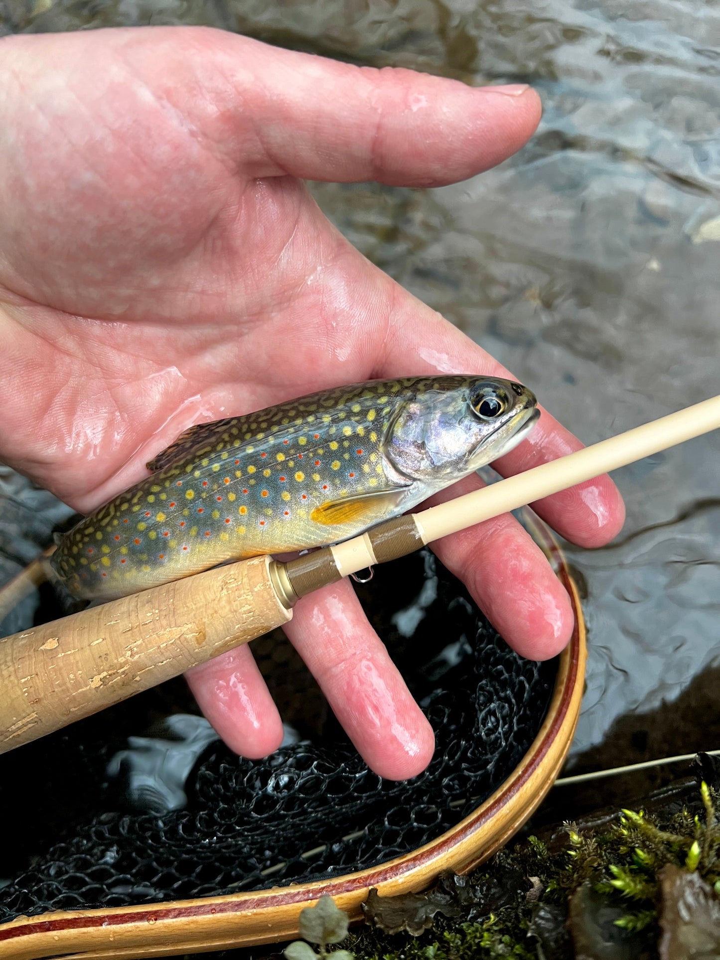 Small Stream Trout Kit