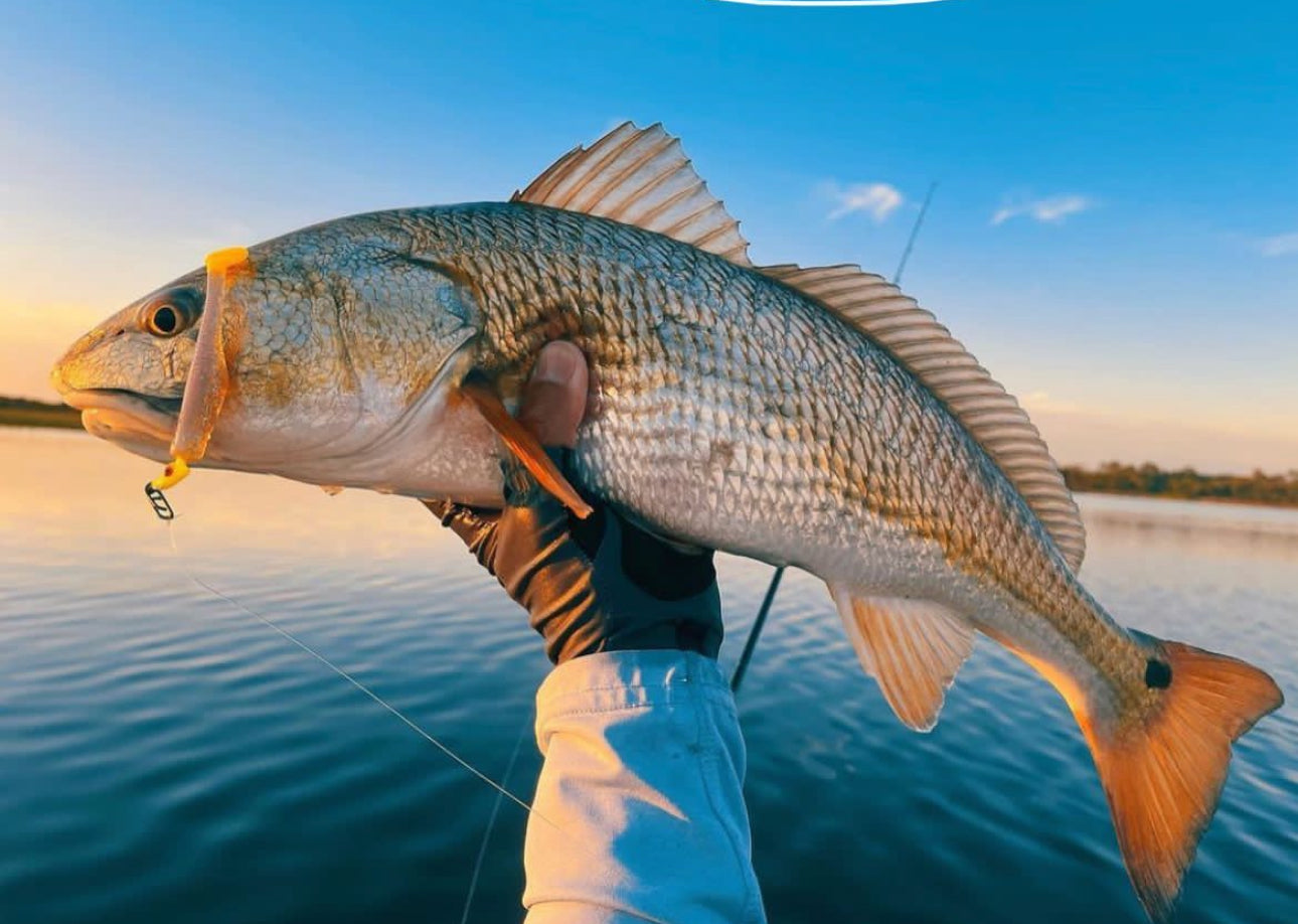 Topwater Co Speed Clips (15-45-70-120lbs)