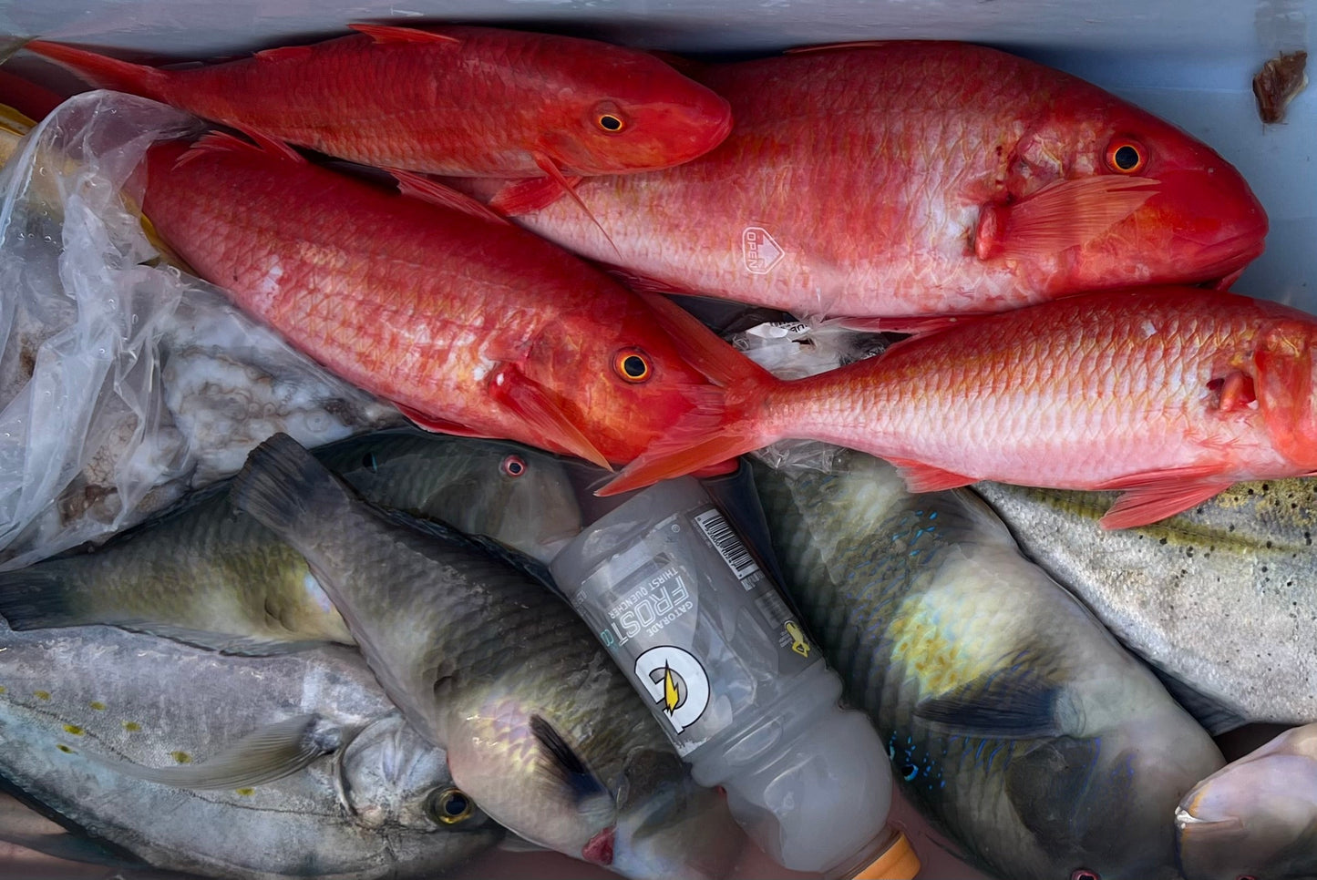 Mystery Smash Boxes (All Flies)