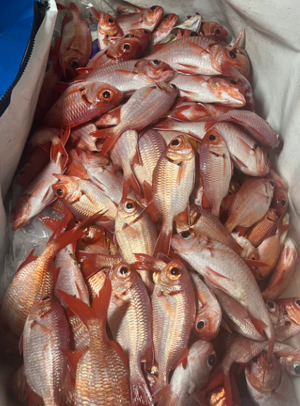 Mystery Smash Boxes (All Flies)