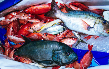 Mystery Smash Boxes (All Flies)