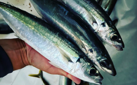 Mystery Smash Boxes (All Flies)