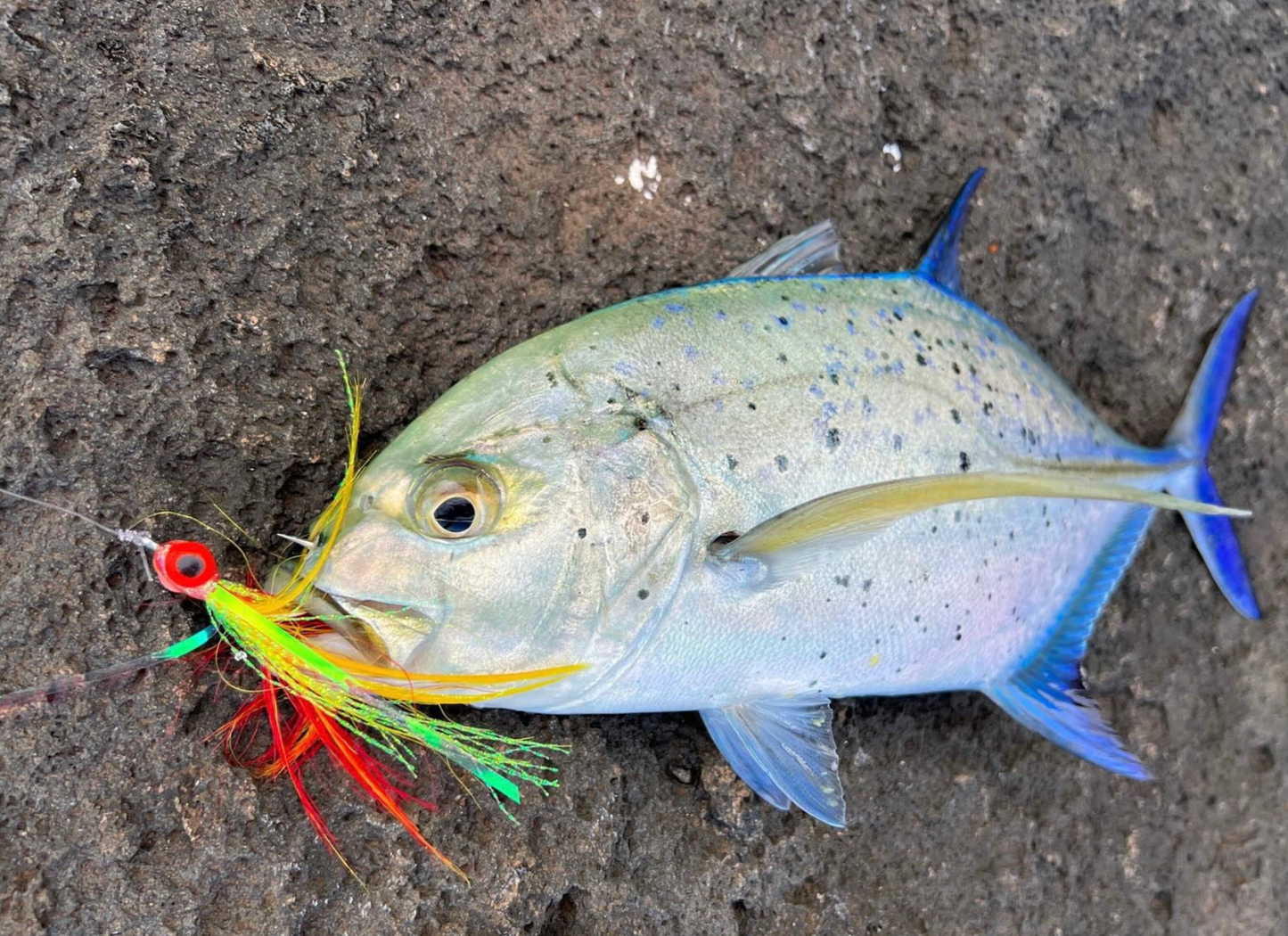 Shoreline Flies Smash Box (5PC)