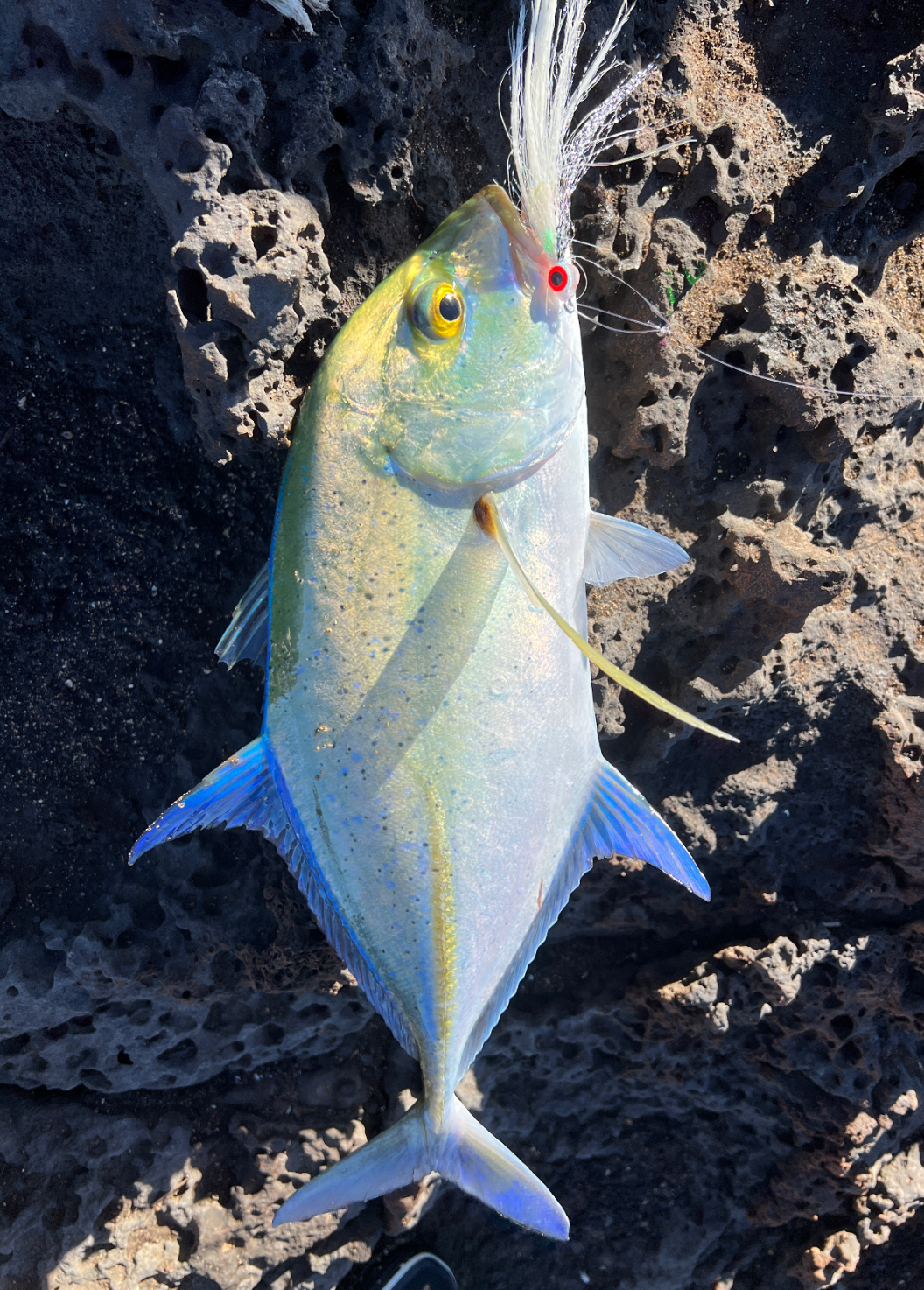 Shoreline Flies Smash Box (5PC)