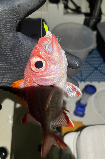 Menpachi Killah Smash Box (25PC)