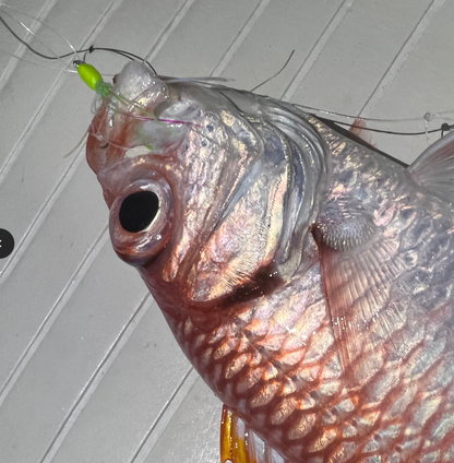 Menpachi Killah Smash Box (25PC)