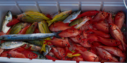 Menpachi Killah Smash Box (25PC)