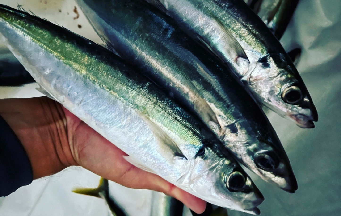 Opelu Flies Smash Box (25PC)