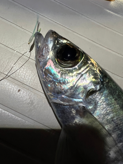 Night Bugs Smash Box (25PC)