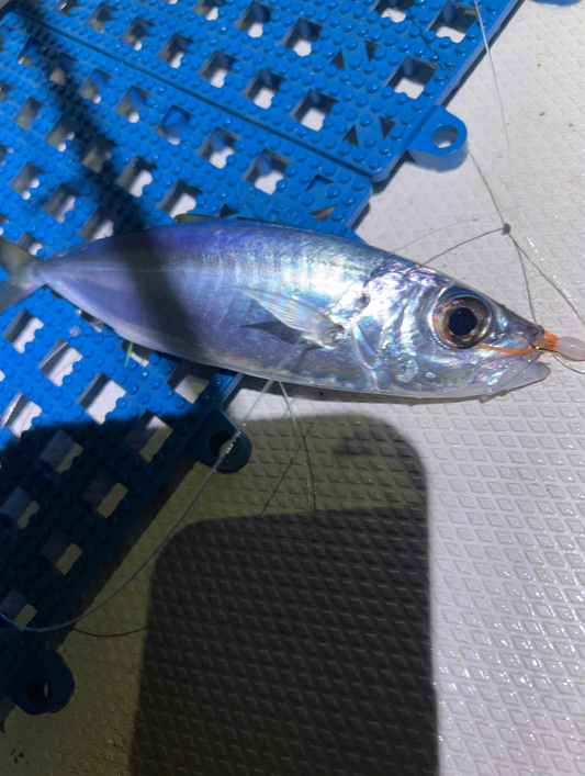 Night Bugs Smash Box (25PC)