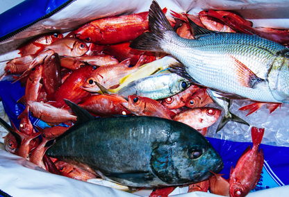 Night Bugs Smash Box (25PC)