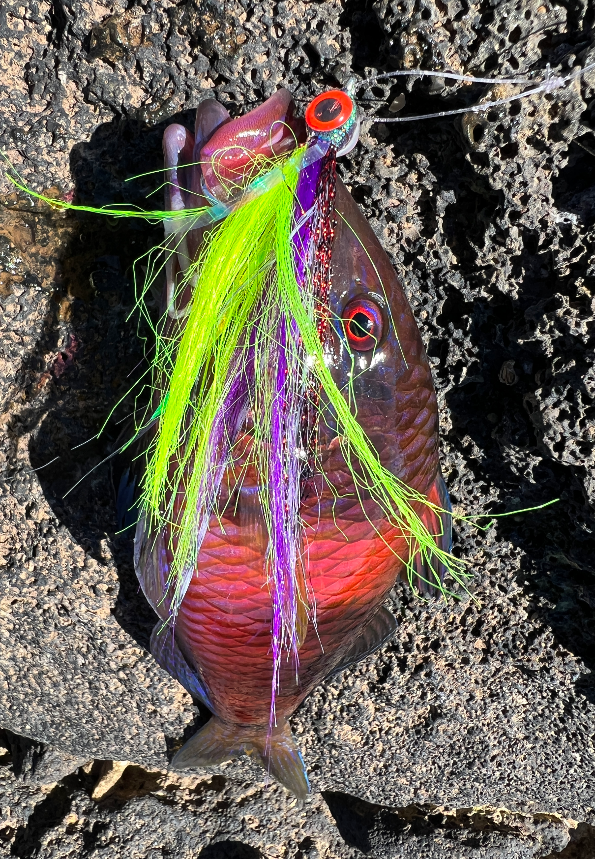 Shoreline Flies Smash Box (5PC)