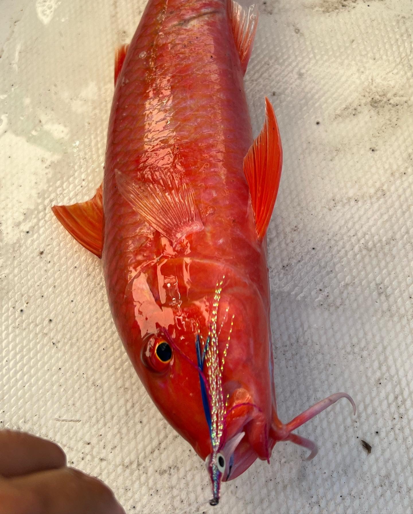 Screamah Smash Box (15PC)