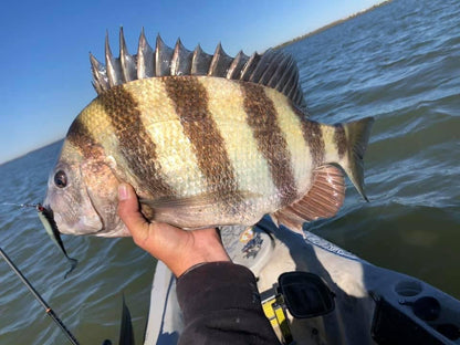 A.M. Fishing Midnight Mullet