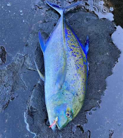 Screamah Smash Box (15PC)