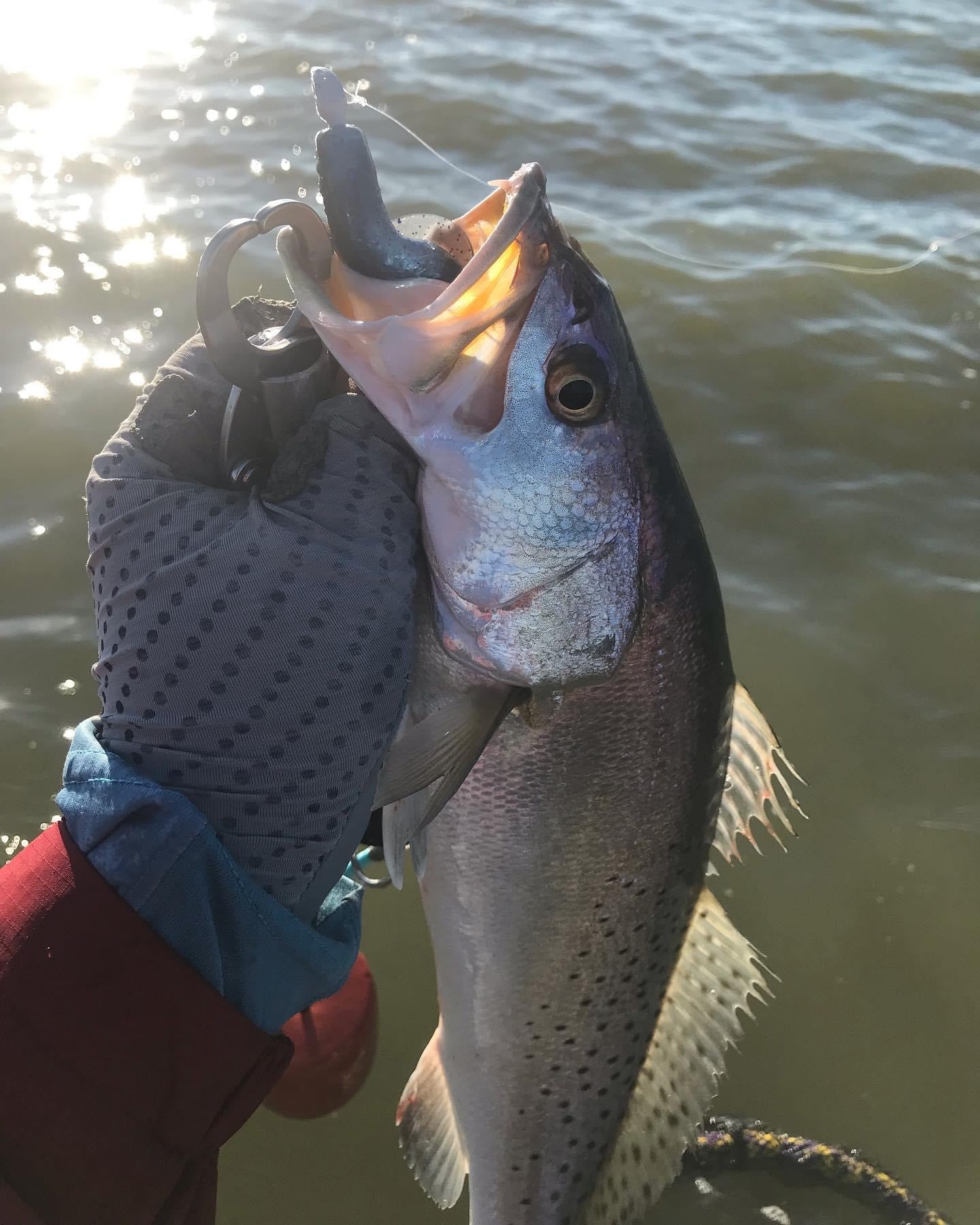 A.M. Fishing Bruiser