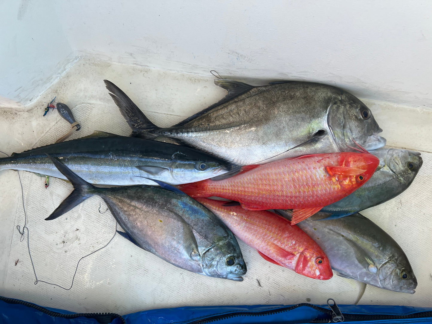 Screamah Smash Box (15PC)