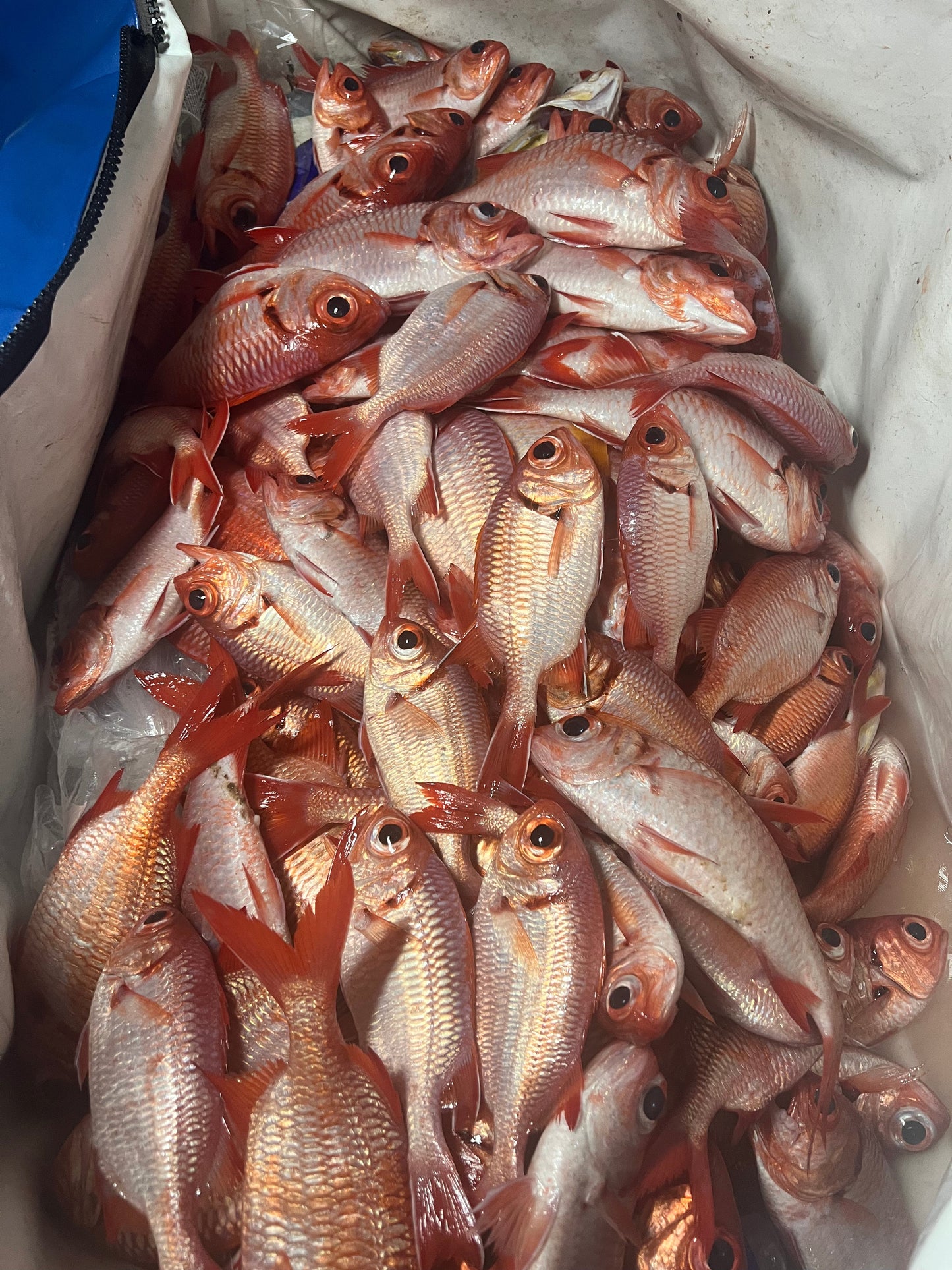 Menpachi Killah (5PK)