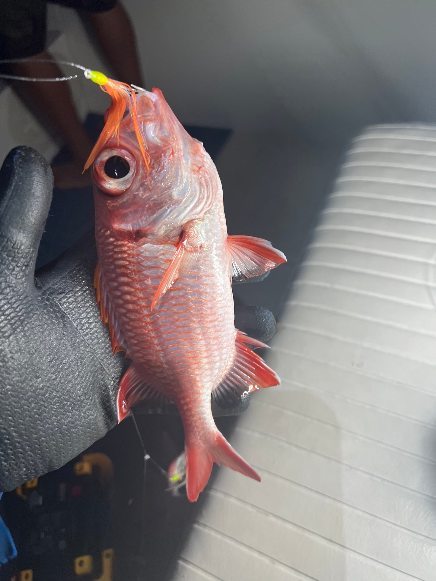 Menpachi Killah (5PK)