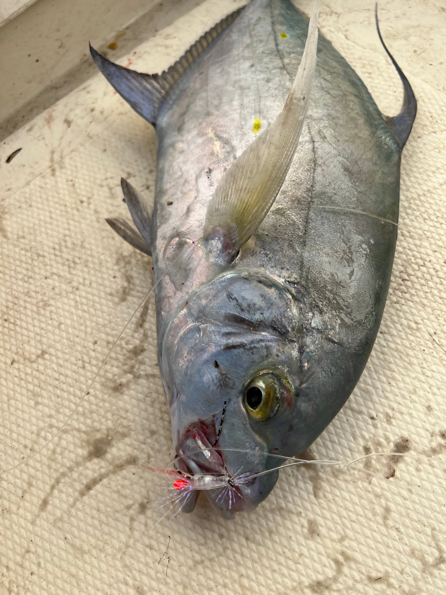 Bottom Mix Plate Smash Box (16PC)