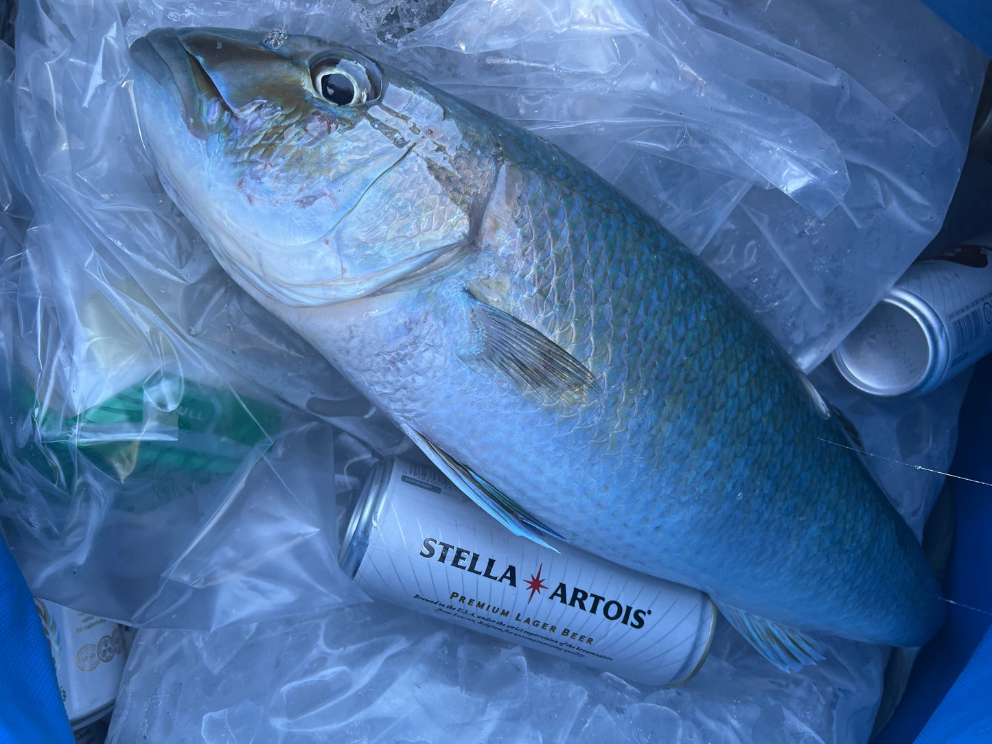 Screamah Flies (3PK)