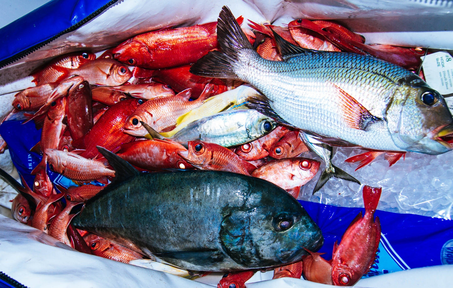 Blue Water Flasher Fish Blades