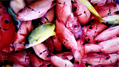 Menpachi Killah (5PK)