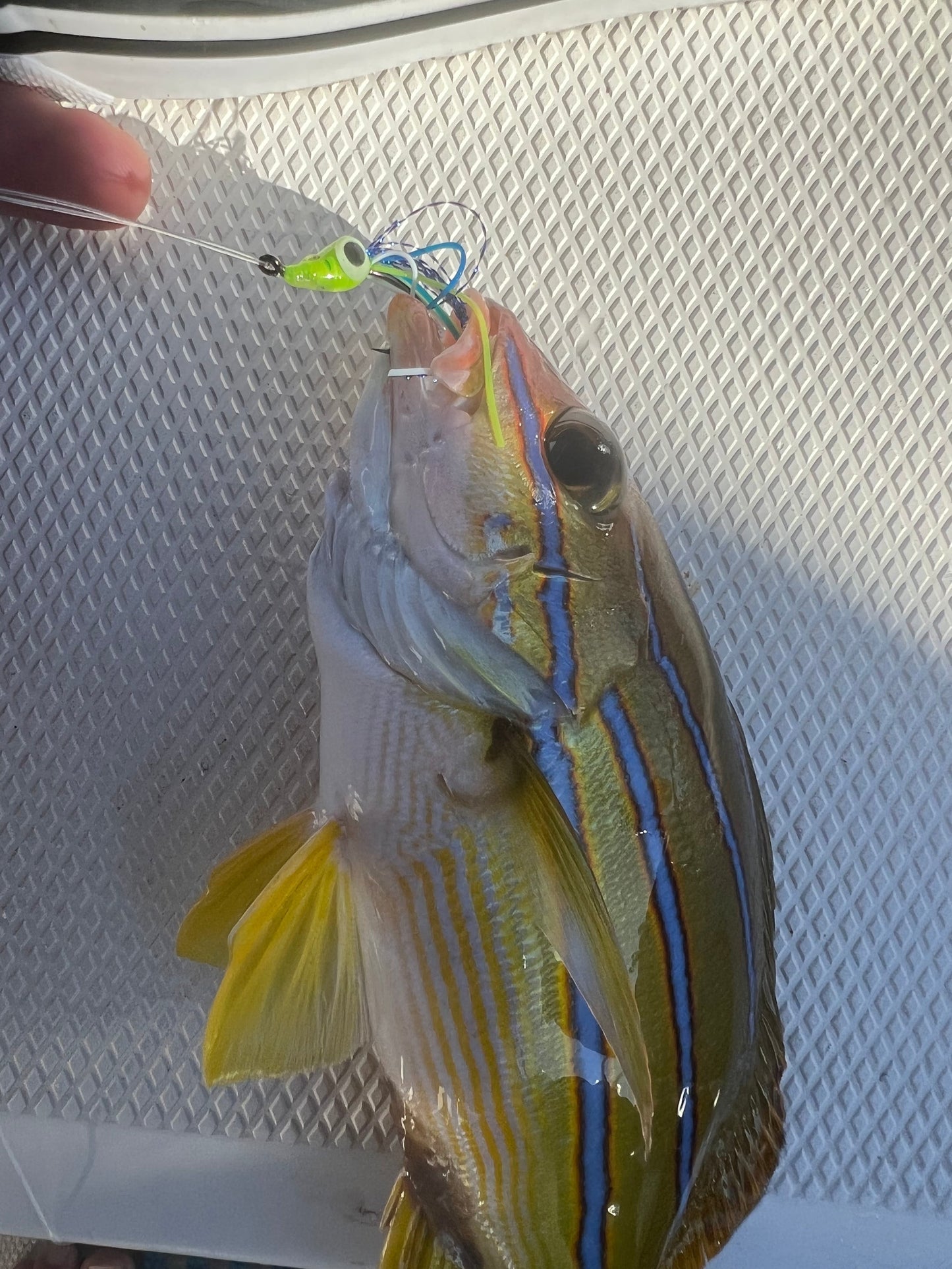 Screamah Smash Box (15PC)