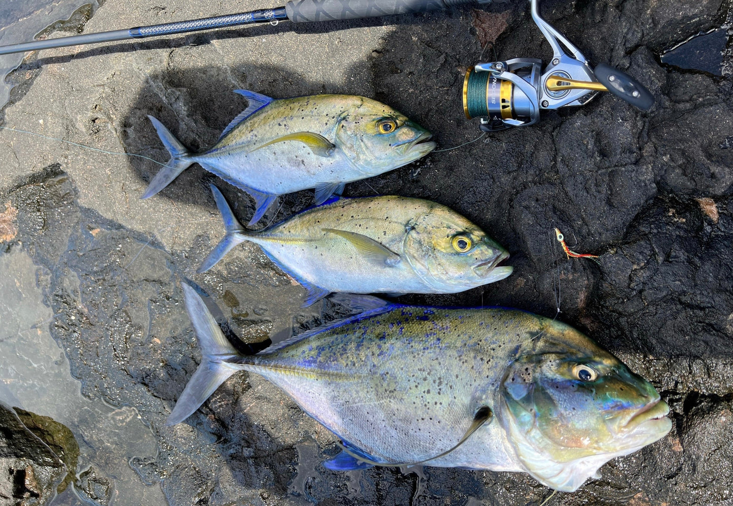 Bottom Mix Plate Smash Box (16PC)