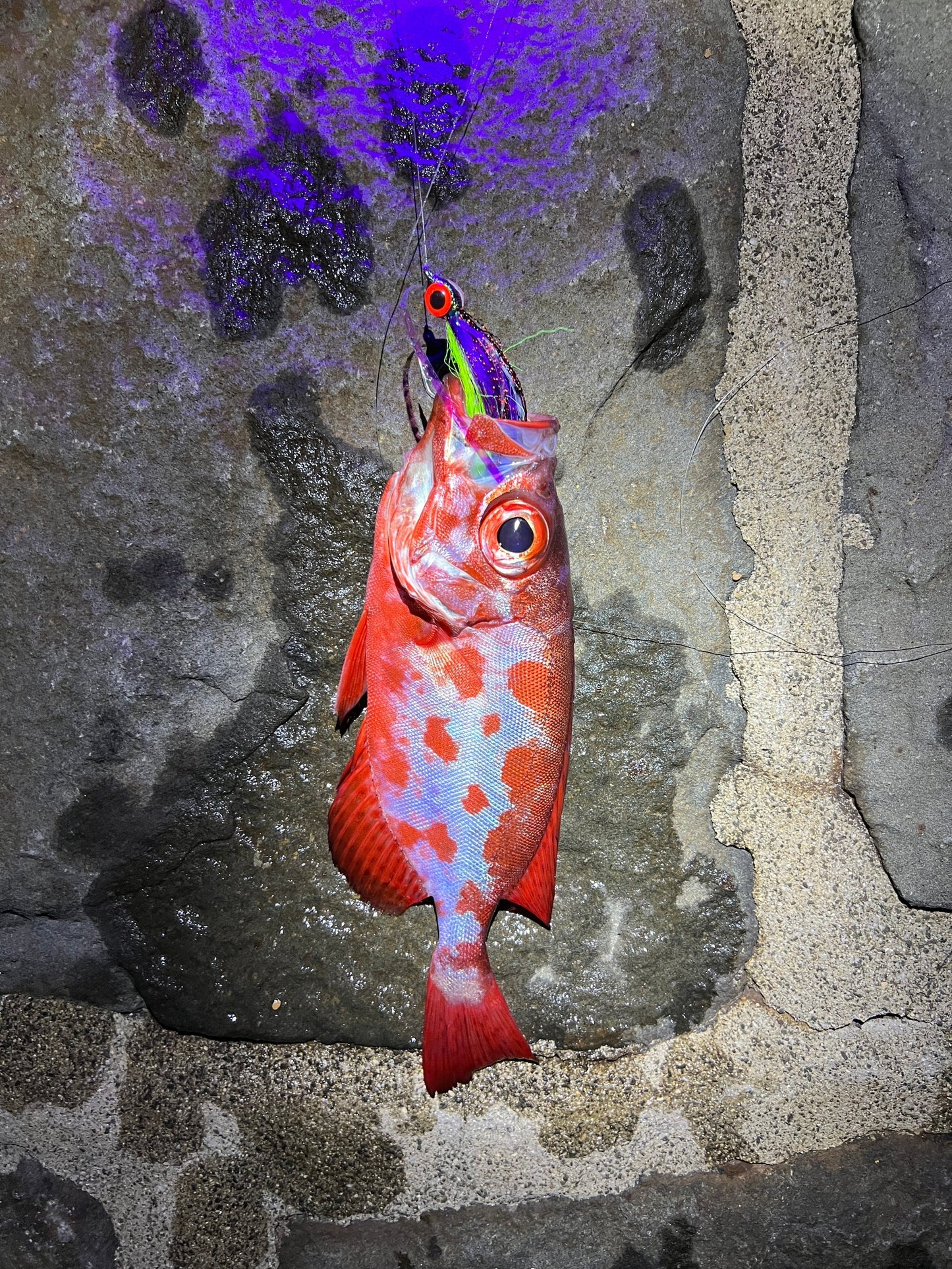 Shoreline Flies Smash Box (5PC)