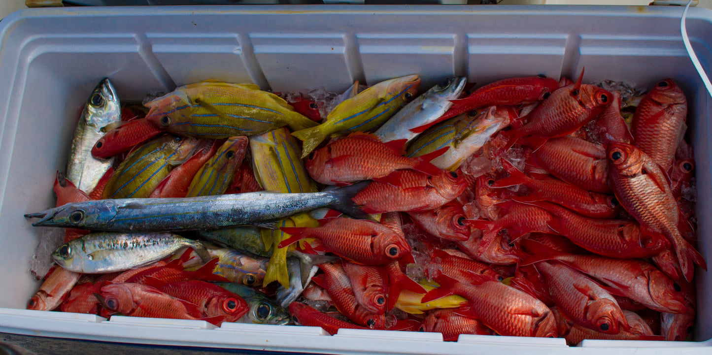 Menpachi Killah (5PK)