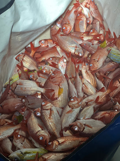 Menpachi Killah Smash Box (25PC)