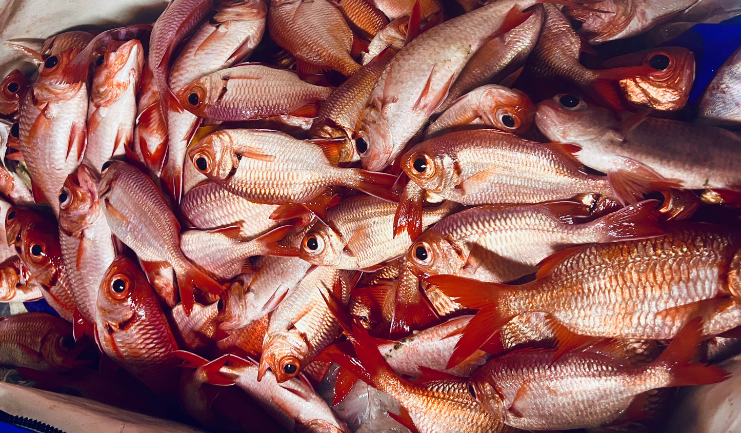 Night Mix Plate Smash Box (22PC)