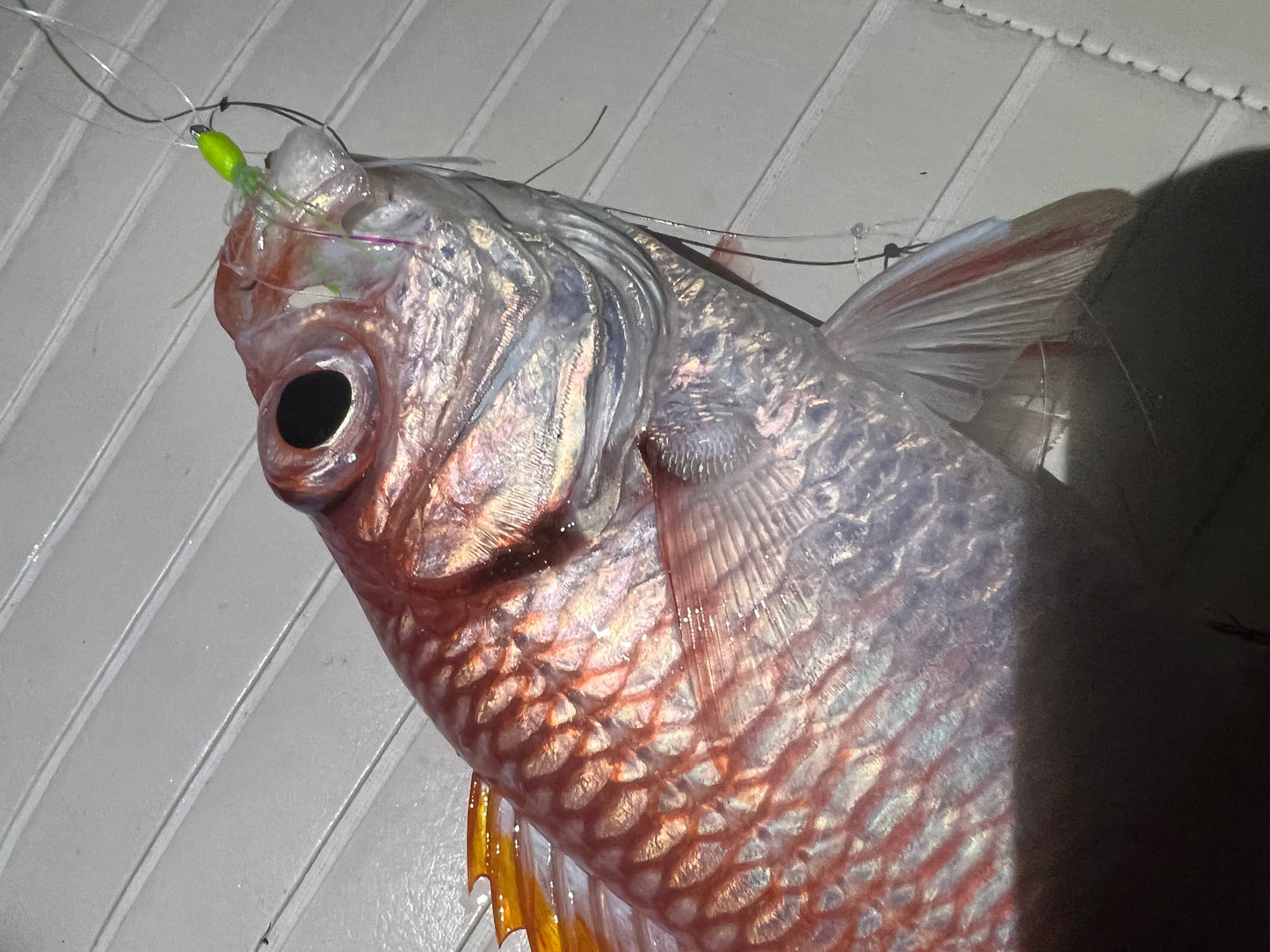 Menpachi Killah (5PK)