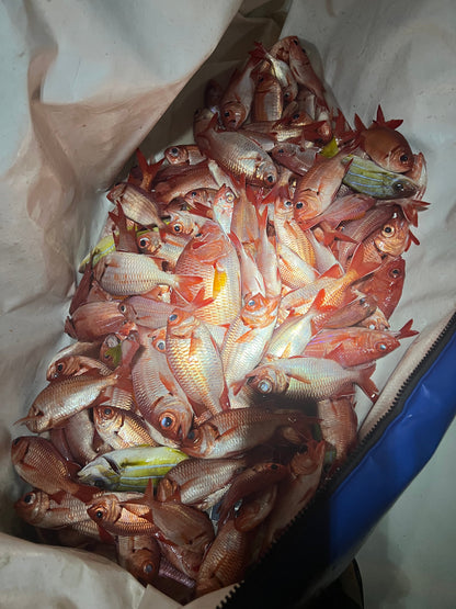 Menpachi Killah (5PK)