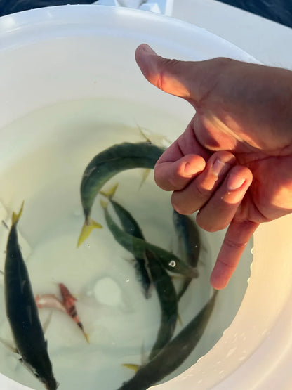 Bottom Mix Plate Smash Box (16PC)